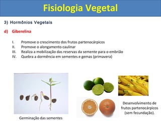 3) Hormônios Vegetais
d) Giberelina
I. Promove o crescimento dos frutos partenocárpicos
II. Promove o alongamento caulinar
III. Realiza a mobilização das reservas da semente para o embrião
IV. Quebra a dormência em sementes e gemas (primavera)
Germinação das sementes
Desenvolvimento de
frutos partenocárpicos
(sem fecundação).
Fisiologia Vegetal
 