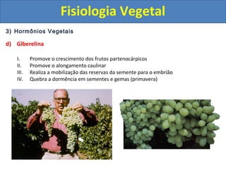 3) Hormônios Vegetais
d) Giberelina
I. Promove o crescimento dos frutos partenocárpicos
II. Promove o alongamento caulinar
III. Realiza a mobilização das reservas da semente para o embrião
IV. Quebra a dormência em sementes e gemas (primavera)
Fisiologia Vegetal
 