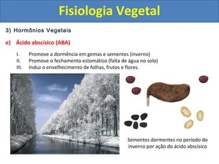 3) Hormônios Vegetais
e) Ácido abscísico (ABA)
I. Promove a dormência em gemas e sementes (inverno)
II. Promove o fechamento estomático (falta de água no solo)
III. Induz o envelhecimento de folhas, frutos e flores.
Sementes dormentes no período do
inverno por ação do ácido abscísico
Fisiologia Vegetal
 