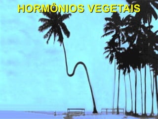 HORMÔNIOS VEGETAISHORMÔNIOS VEGETAIS
 