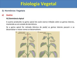 3) Hormônios Vegetais
a) Auxina
IV) Dominância Apical
A auxina produzida na gema apical do caule exerce inibição sobre as gemas laterais,
mantendo-as em estado de dormência.
Se a gema apical for retirada (técnica de poda) as gemas laterais passam a se
desenvolver e novos ramos se desenvolvem.
Fisiologia Vegetal
 