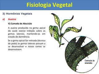 3) Hormônios Vegetais
a) Auxina
V) Camada de Abscisão
A auxina produzida na gema apical
do caule exerce inibição sobre as
gemas laterais, mantendo-as em
estado de dormência.
Se a gema apical for retirada (técnica
de poda) as gemas laterais passam a
se desenvolver e novos ramos se
desenvolvem.
Fisiologia Vegetal
 