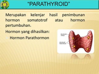 “PARATHYROID”
Merupakan kelenjar hasil penimbunan
hormon somatotrof atau hormon
pertumbuhan.
Hormon yang dihasilkan:
 Hormon Parathormon
 