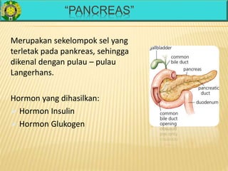 “PANCREAS”
Merupakan sekelompok sel yang
terletak pada pankreas, sehingga
dikenal dengan pulau – pulau
Langerhans.
Hormon yang dihasilkan:
 Hormon Insulin
 Hormon Glukogen
 