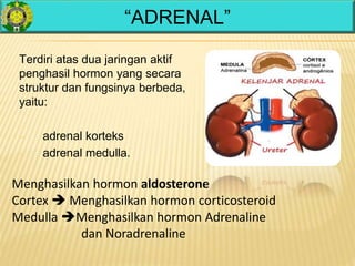 “ADRENAL”
Menghasilkan hormon aldosterone
Cortex  Menghasilkan hormon corticosteroid
Medulla Menghasilkan hormon Adrenaline
dan Noradrenaline
Terdiri atas dua jaringan aktif
penghasil hormon yang secara
struktur dan fungsinya berbeda,
yaitu:
– adrenal korteks
– adrenal medulla.
 