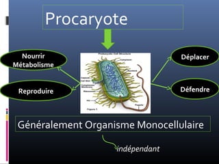Procaryote
Généralement Organisme Monocellulaire
indépendant
Nourrir
Métabolisme
Déplacer
Reproduire Défendre
 
