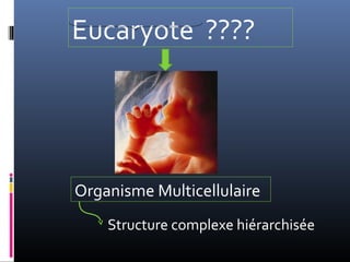 Eucaryote ????
Organisme Multicellulaire
Structure complexe hiérarchisée
 