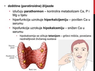 • doštitne (paratiroidne) žlijezde
• izlučuju parathormon – kontrolira metabolizam Ca, P i
Mg u tijelu
• hiperfunkcija uzrokuje hiperkalcijemiju – povišen Ca u
serumu
• hipofunkcija uzrokuje hipokalcemiju – snižen Ca u
serumu
• hipokalcemija se očituje tetanijom – grčevi mišića, povećana
razdražljivost živčanog sustava
 