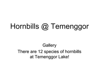 Hornbills @ Temenggor
Gallery
There are 12 species of hornbills
at Temenggor Lake!
 