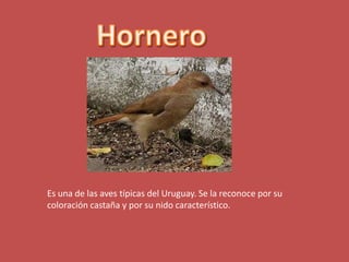 Hornero Es una de las aves típicas del Uruguay. Se la reconoce por su coloración castaña y por su nido característico.  