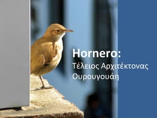 Hornero: Τέλειος Αρχιτέκτονας Ουρουγουάη 