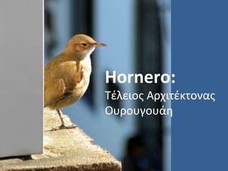 Hornero:
Τέλειος Αρχιτέκτονας
Ουρουγουάη
 