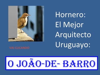 Hornero: El Mejor Arquitecto  Uruguayo: O joãO-de- barro VAI CLICANDO 