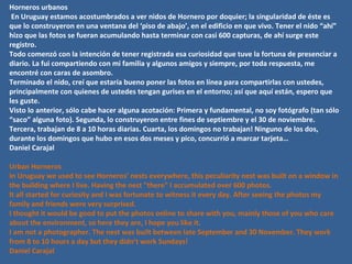 Horneros urbanos En Uruguay estamos acostumbrados a ver nidos de Hornero por doquier; la singularidad de éste es que lo construyeron en una ventana del ‘piso de abajo’, en el edificio en que vivo. Tener el nido “ahí” hizo que las fotos se fueran acumulando hasta terminar con casi 600 capturas, de ahí surge este registro. Todo comenzó con la intención de tener registrada esa curiosidad que tuve la fortuna de presenciar a diario. La fui compartiendo con mi familia y algunos amigos y siempre, por toda respuesta, me encontré con caras de asombro. Terminado el nido, creí que estaría bueno poner las fotos en línea para compartirlas con ustedes, principalmente con quienes de ustedes tengan gurises en el entorno; así que aquí están, espero que les guste. Visto lo anterior, sólo cabe hacer alguna acotación: Primera y fundamental, no soy fotógrafo (tan sólo “saco” alguna foto). Segunda, lo construyeron entre fines de septiembre y el 30 de noviembre. Tercera, trabajan de 8 a 10 horas diarias. Cuarta, los domingos no trabajan! Ninguno de los dos, durante los domingos que hubo en esos dos meses y pico, concurrió a marcar tarjeta… Daniel Carajal Urban Horneros In Uruguay we used to see Horneros’ nests everywhere, this peculiarity nest was built on a window in the building where I live. Having the nest "there" I accumulated over 600 photos. It all started for curiosity and I was fortunate to witness it every day. After seeing the photos my family and friends were very surprised. I thought it would be good to put the photos online to share with you, mainly those of you who care about the environment, so here they are, I hope you like it. I am not a photographer. The nest was built between late September and 30 November. They work from 8 to 10 hours a day but they didn’t work Sundays!  Daniel Carajal 