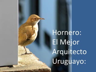 Hornero: El Mejor Arquitecto  Uruguayo: 