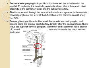 Horner’s syndrome (in respect of sympathetic trunk injury) | PPTX