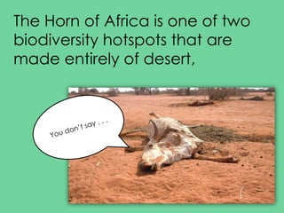 The Horn of Africa is one of two
biodiversity hotspots that are
made entirely of desert,
 