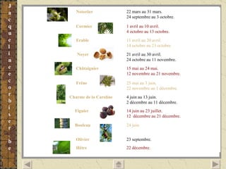 Noisetier   22 mars au 31 mars. 24 septembre au 3 octobre. Cormier 1 avril au 10 avril. 4 octobre au 13 octobre. Erable 11 avril au 20 avril. 14 octobre au 23 octobre. Noyer 21 avril au 30 avril. 24 octobre au 11 novembre. Châtaignier 15 mai au 24 mai. 12 novembre au 21 novembre. Frêne 25 mai au 3 juin. 22 novembre au 1 décembre. Charme de la Caroline 4 juin au 13 juin. 2 décembre au 11 décembre. Figuier 14 juin au 23 juillet. 12  décembre au 21 décembre. Bouleau 24 juin. Olivier 23 septembre. Hêtre 22 décembre. 