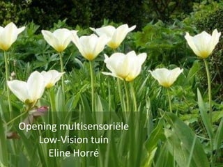 Opening multisensoriële
Low-Vision tuin
Eline Horré
 