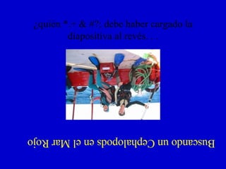 ¿quién *.+ & #?; debe haber cargado la diapositiva al revés. . . Buscando un Cephalopods en el Mar Rojo 