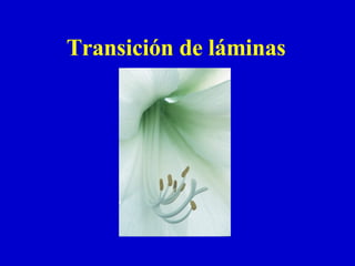 Transición de láminas 