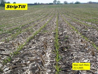 StripTill




            Mais nach Mais
            25.5.2005
 