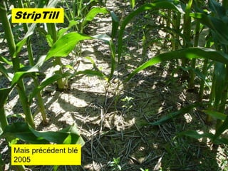 StripTill




Mais précédent blé
2005
 