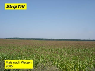 StripTill




Mais nach Weizen
2005
 