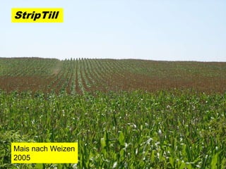 StripTill




Mais nach Weizen
2005
 