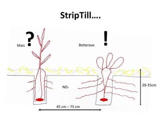 StripTill….

Mais   ?               Betterave   !

              NO3                      20-35cm




           45 cm – 75 cm
 