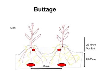 Buttage

Mais




                 20-40cm
                 Vor Satt !



                 20-35cm

         75 cm
 