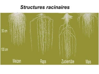 Structures racinaires
 