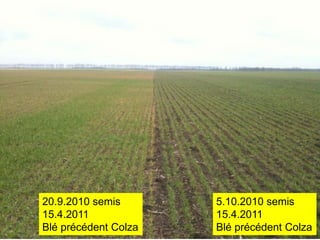 20.9.2010 semis       5.10.2010 semis
15.4.2011             15.4.2011
Blé précédent Colza   Blé précédent Colza
 