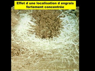 Effet d une localisation d engrais
      fortement concentrée
 