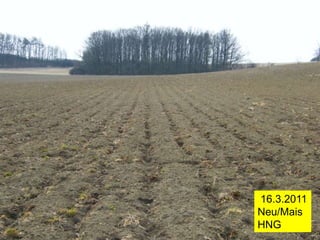 16.3.2011
Neu/Mais
HNG
 