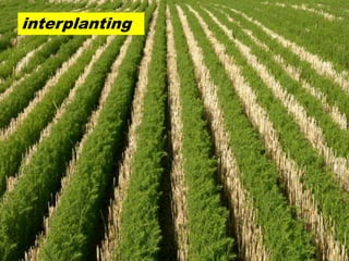 interplanting
 