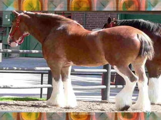 horse identification 14
 