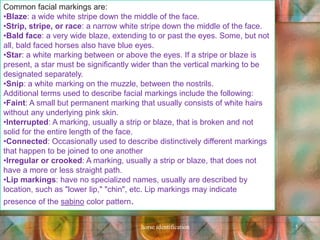 Common facial markings are:
•Blaze: a wide white stripe down the middle of the face.
•Strip, stripe, or race: a narrow white stripe down the middle of the face.
•Bald face: a very wide blaze, extending to or past the eyes. Some, but not
all, bald faced horses also have blue eyes.
•Star: a white marking between or above the eyes. If a stripe or blaze is
present, a star must be significantly wider than the vertical marking to be
designated separately.
•Snip: a white marking on the muzzle, between the nostrils.
Additional terms used to describe facial markings include the following:
•Faint: A small but permanent marking that usually consists of white hairs
without any underlying pink skin.
•Interrupted: A marking, usually a strip or blaze, that is broken and not
solid for the entire length of the face.
•Connected: Occasionally used to describe distinctively different markings
that happen to be joined to one another
•Irregular or crooked: A marking, usually a strip or blaze, that does not
have a more or less straight path.
•Lip markings: have no specialized names, usually are described by
location, such as "lower lip," "chin", etc. Lip markings may indicate
presence of the sabino color pattern.
horse identification 5
 