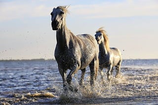 Two horse running on a water.