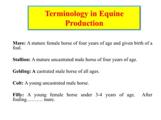Terminology in Equine
Production
Mare: A mature female horse of four years of age and given birth of a
foal.
Stallion: A mature uncastrated male horse of four years of age.
Gelding: A castrated male horse of all ages.
Colt: A young uncastrated male horse.
Filly: A young female horse under 3-4 years of age. After
foaling………. mare.
 