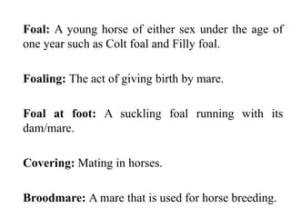 Foal: A young horse of either sex under the age of
one year such as Colt foal and Filly foal.
Foaling: The act of giving birth by mare.
Foal at foot: A suckling foal running with its
dam/mare.
Covering: Mating in horses.
Broodmare: A mare that is used for horse breeding.
 