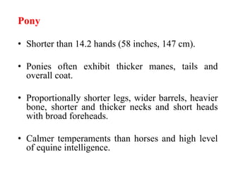 Pony
• Shorter than 14.2 hands (58 inches, 147 cm).
• Ponies often exhibit thicker manes, tails and
overall coat.
• Proportionally shorter legs, wider barrels, heavier
bone, shorter and thicker necks and short heads
with broad foreheads.
• Calmer temperaments than horses and high level
of equine intelligence.
 