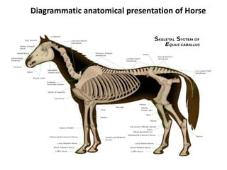 Diagrammatic anatomical presentation of Horse
 