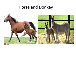 Horse and Donkey
 