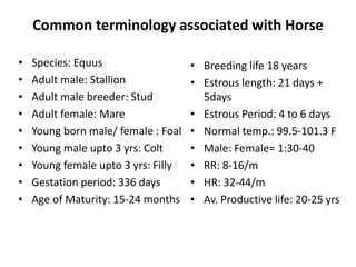 Common terminology associated with Horse
• Species: Equus
• Adult male: Stallion
• Adult male breeder: Stud
• Adult female: Mare
• Young born male/ female : Foal
• Young male upto 3 yrs: Colt
• Young female upto 3 yrs: Filly
• Gestation period: 336 days
• Age of Maturity: 15-24 months
• Breeding life 18 years
• Estrous length: 21 days +
5days
• Estrous Period: 4 to 6 days
• Normal temp.: 99.5-101.3 F
• Male: Female= 1:30-40
• RR: 8-16/m
• HR: 32-44/m
• Av. Productive life: 20-25 yrs
 
