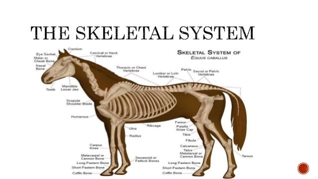 horse anatomy horse anatomy