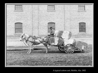 A typical cotton cart, Mobile, Ala. 1902   