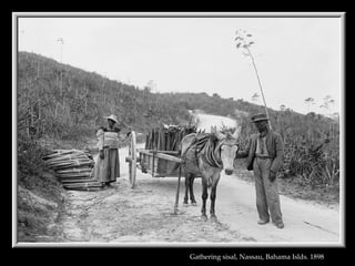 Gathering sisal, Nassau, Bahama Islds. 1898   