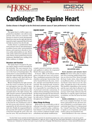 Fact Sheet                                           Sponsored by:




Cardiology: The Equine Heart
Cardiac disease is thought to be the third-most-common cause of “poor performance” in athletic horses

Overview                                            EquinE HEarT
                                                                        coronary
   The equine heart is a hollow organ com-                      aorta                               aortic valve
                                                                        groove       pulmonary                   aorta                                 pulmonary
prised of two chambers—one with two atria        brachiocephalic                     veins                                                             veins
                                                                                               cranial vena
and the other with two ventricles—that           trunk                                         cava
function in concert to receive deoxygenated
blood from veins into the right side and sub-
sequently propel oxygenated blood through
the body via arteries from the left side.                                      left atrium   pectinate
   Cardiac disease is considered the third-                   pulmonary                      muscle                                               left atrium
                                                              trunk
most-common cause of “poor performance”
                                              cranial vena
in athletic horses (after musculoskeletal
                                                 cava
disease and respiratory disorders); how-




                                                                                                                                                                      dr. roBIn PeTerSon IlluSTraTIonS
ever, cardiac abnormalities are rare. Horses
with cardiac dysfunction typically present
with a history of poor performance/exercise                right
intolerance, distended veins, swelling of the              ventricle                            coronary
limbs, weakness, or collapse.                                                left ventricle     vessels

                                                                                                              right atrium
Structure and Function                                  right atrium
   The equine heart is located in the ante-                             interventricular
                                                                        groove                                       right ventricle              chordaetendineae
rior region, largely covered (externally) by                                                                                              left ventricle
the forelimbs. The exact anatomic loca-             complex network of arteries, arterioles,
                                                                                                                        interventricular septum
tion within the chest cavity and the overall        and capillaries to deliver the oxygenated
size of the heart is breed-dependent. The           blood to the organs and tissues.                         H e a r t m u r m u r s a n d va l v u l a r h e a r t
equine heart is a four-chambered, hollow,              In horses, 100% of the blood volume                disease The heart valves play an impor-
muscular organ divided into right and left          passes through the heart each minute.                 tant role in ensuring unidirectional (mov-
sides by a septum (wall). Each side has an          Thus, coordinated contraction of the heart            ing one direction) flow blood through
atrium (a receiving chamber) and a ven-             chambers and proper functioning of the                the heart. Leaky valves, often referred to
tricle (an ejecting chamber).                       valves located between the atria, ventri-             as insufficient valves, are those that per-
   Blood is dumped into the right ventricle         cles, and their associated blood vessels is           mit blood to flow back across the valve
from the venous circulation via the infe-           essential. The sinoatrial node, located in            either through the atria or the ventricles.
rior and superior vena cava. This oxygen-           the right atria, is the heart’s pacemaker.            This backflow, depending on the severity
poor blood then flows through the right             It is responsible for controlling the rate            and the exact valve that is affected, is of-
atrioventricular valve (also known as the           of atrial and ventricular contractions. It            ten associated with a heart murmur. The
tricuspid valve) to the right ventricle. The        achieves this by initiating an electrical sig-        murmur itself simply indicates that the
right ventricle contracts to pump the blood         nal that travels through the heart between            blood flow in a specific region of the heart
through the pulmonic valve and pulmo-               the right and left atria to the atrioventricu-        is turbulent, not that the horse has heart
nary arteries to the lungs, where oxygen            lar node and via “Purkinje fibers” located            disease.
is loaded onto the hemoglobin within the            throughout the ventricles.                               Cardiac arrhythmias An arrhythmia re-
red blood cells. Oxygenated blood returns                                                                 fers to any irregular heartbeat. In some
to the heart by way of pulmonary veins to           When Things Go Wrong                                  horses, particularly fit ones, the most com-
the left atrium and ventricle, which are               While horses are technically at-risk of            mon arrhythmia is second degree atrio-
separated by the left atrioventricular (mi-         suffering from either congenital (present             ventricular heart block. It is characterized
tral) valve. Finally, the oxygenated blood in       at birth) or acquired cardiac conditions,             by a “missed” heart beat. This arrhythmia
the muscular left ventricle is pumped out           heart disease is rare in horses. Some of the          is regular in its irregularity and usually
of the heart through the aortic valve and           more common conditions include cardiac                resolves with an increased heart rate.
into the aorta. The aorta branches into a           arrhythmias and valvular insufficiencies.                Atrial fibrillation is the most common


    This Fact Sheet may be reprinted and distributed in this exact form for educational purposes only in print or electronically. It may not be used for
commercial purposes in print or electronically or republished on a Web site, forum, or blog. For more horse health information on this and other topics visit
 TheHorse.com. Published by The Horse: Your Guide To Equine Health Care, © Copyright 2009 Blood-Horse Publications. Contact editorial@TheHorse.com.
 