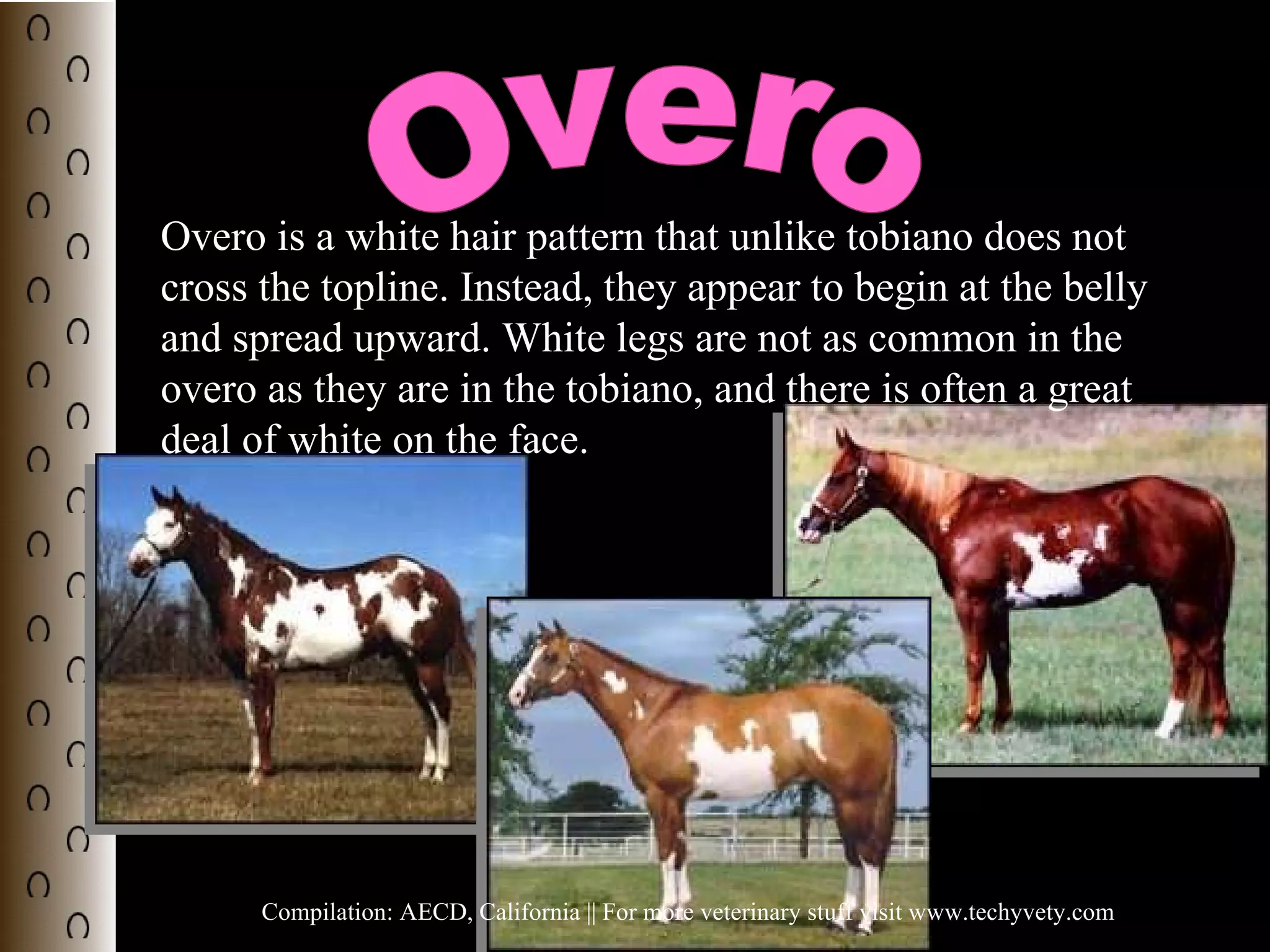 Horse colors | PPS